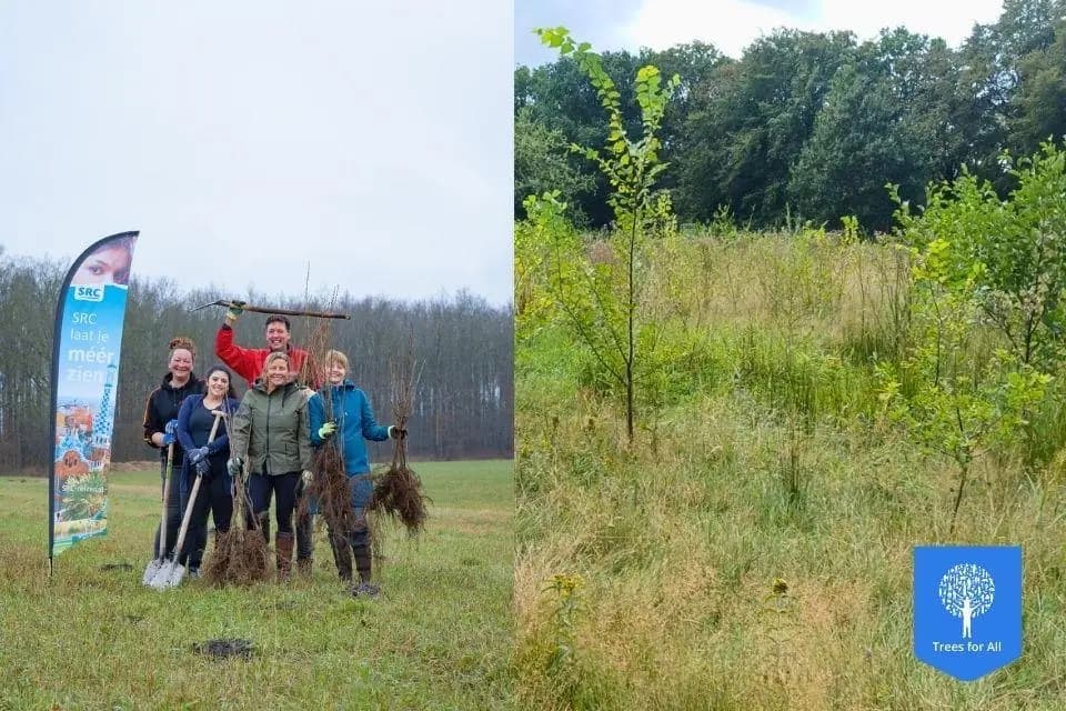 Jonge bomen in het SRC-bos van Trees for All bij Groningen